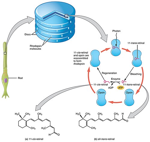 The absorption of light leads to an isomeric change in the retinal molecule.