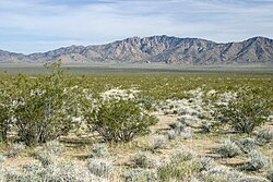 The Mojave Desert covers much of the Southwestern United States.