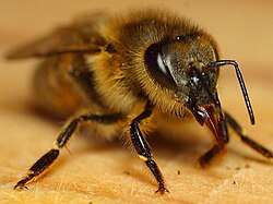 Western honey bee with its proboscis partially extended