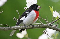 Rose-breasted grosbeak