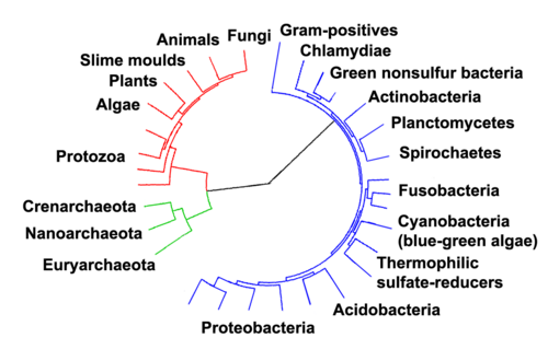 Phylogenetic tree showing the relationship between the Archaea and other domains of life. Eukaryotes are colored red, archaea green and bacteria blue. Adapted from Ciccarelli et al. (2006)[86]