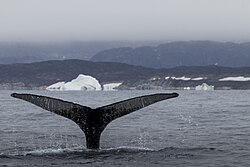 Humpback whale in Disko Bay near Ilulissat (Jacobshavn)