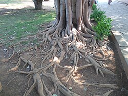 Visible roots