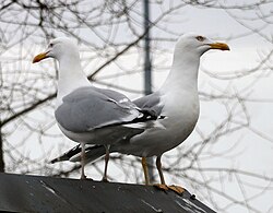 An adult pair; the one on the right is of the omissus variety.