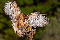 A falconer's red-tailed hawk (Buteo jamaicensis)