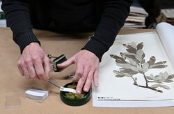 Labeling of herbarium specimens at the Museum of Natural History of Vienna