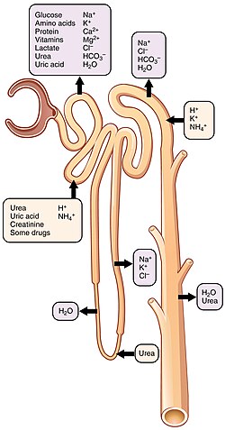Secretion and reabsorption of various substances throughout the nephron
