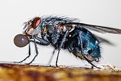 A calliphorid "bubbling"