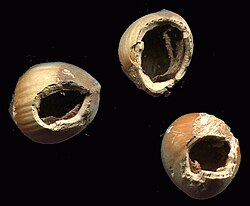Hazelnuts gnawed by gray squirrel; the curved cut marks left by the sharp incisors are visible around the holes
