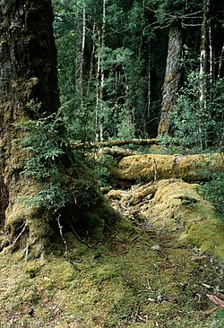 Cool temperate rainforest in Tasmania, Australia