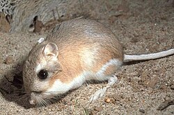 Brown and white rat
