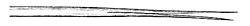 Drawing of a hummingbird tongue; 1874, unknown artist. Upon reaching nectar in a flower, the tongue splits into opposing tips fringed with lamellae and grooves, which fill with nectar, then retracts to a cylindrical configuration into the bill to complete the drink.[211][212]