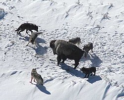 American bison standing its ground against a wolf pack