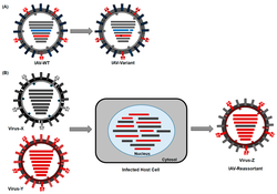 Evolution mechanisms of Influenza A virus. (A) Antigenic Drift: Gradual accumulation of mutations in the genome of IAVs leads to emergence of new virus variants. (B) Antigenic Shift: The reassortment of genetic segments between two or more invading IAVs in a host cell can lead to emergence of an antigenically novel subtype.