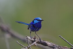DNA analysis has shown that 60% of offspring in splendid fairywrens nests were sired through extra-pair copulations, rather than from resident males.[14]