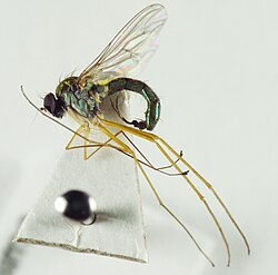 Sciapus nervosus glued to a card point