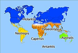 The Cape Floral Kingdom (Capensis) is one of only six floristic kingdoms in the world. It is also the smallest and richest per unit of area