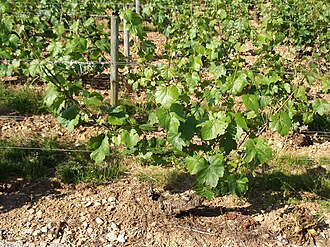 Chardonnay vines in Chassagne-Montrachet, Burgundy
