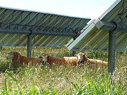Sheep under solar panels in Lanai, Hawaii