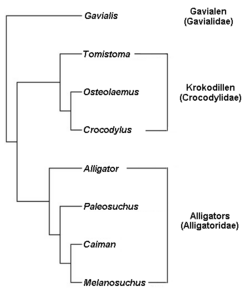 Gavialidae, Crocodylidae and Alligatoridae are clade names that are here applied to a phylogenetic tree of crocodylians.