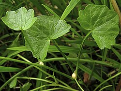Bulbils form in the leaf axils of some subspecies after flowering