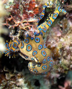 The blue-ringed octopus's rings are a warning signal; this octopus is alarmed, and its bite can kill.[113]