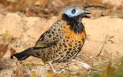 The ocellated antbird has an unusual social system of shared breeding territories. One dominant pair may share a territory with up to six other birds.