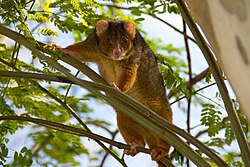 Common ringtail possum, Brisbane