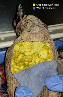 Pigeon crop containing ingested food particles is highlighted in yellow. The crop is an out-pouching of the esophagus and the wall of the esophagus is shown in blue.