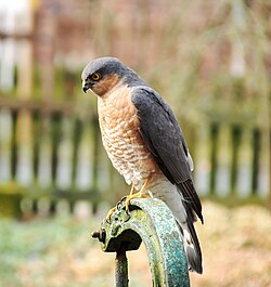 Eurasian sparrowhawk (Accipiter nisus)