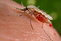 An Anopheles stephensi mosquito drinking human blood. The species carries malaria.