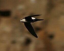 White-throated swift