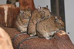 Three brown degus