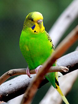 Birds, like this budgerigar, members of the paraves, are the only living dinosaurs.