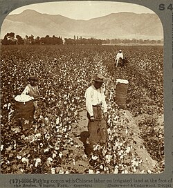 Chinese immigrants working in the cotton crop (1890) in Peru.