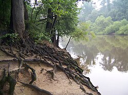 Tree roots at Cliffs of the Neuse State Park