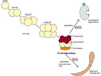 Schematic of embryonic cleavage and development in P. flava and S. kowalevskii