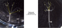 Reduction of glutathione causes reduction in the tentacle spread in Hydra.