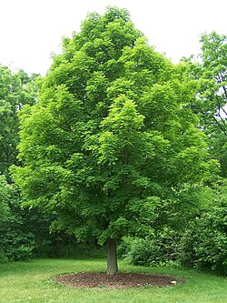 Acer saccharum (sugar maple)