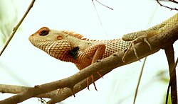 Lizard in tree. Many species are tree-dwelling