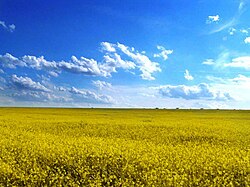 Rapeseed field in Odesa Oblast