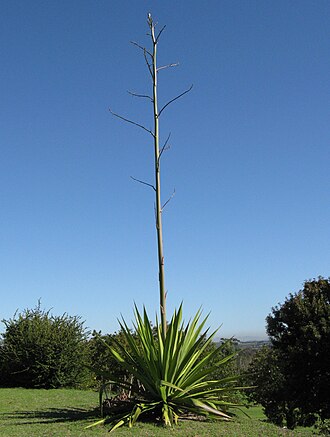 Large emergent peduncle of Agave, with bracts and branches at nodes.