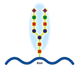 N-linked protein glycosylation (N-glycosylation of N-glycans) at Asn residues (Asn-x-Ser/Thr motifs) in glycoproteins.[1]