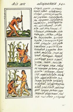 Aztec maize agriculture as depicted in the Florentine Codex (1576)