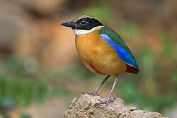 Blue-winged pitta (Pitta moluccensis), Kaeng Krachan, Thailand