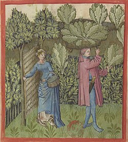 Harvesting cabbage, Tacuinum Sanitatis, 15th century