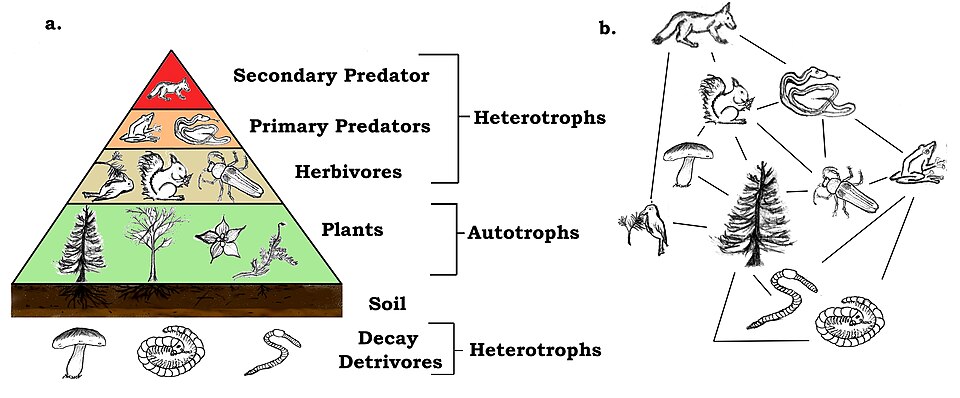 A trophic pyramid (a) and a food-web (b) illustrating ecological relationships among creatures that are typical of a northern boreal terrestrial ecosystem. The trophic pyramid roughly represents the biomass (usually measured as total dry-weight) at each level. Plants generally have the greatest biomass. Names of trophic categories are shown to the right of the pyramid. Some ecosystems, such as many wetlands, do not organize as a strict pyramid, because aquatic plants are not as productive as long-lived terrestrial plants such as trees. Ecological trophic pyramids are typically one of three kinds: 1) pyramid of numbers, 2) pyramid of biomass, or 3) pyramid of energy.[39]: 598