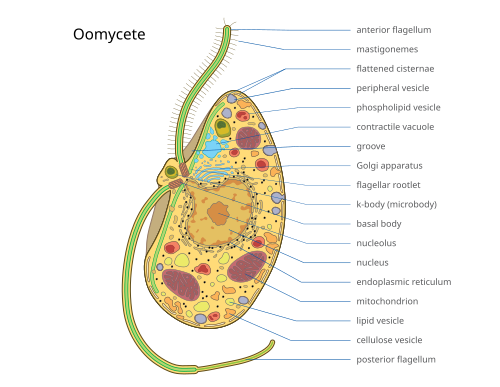 Representation of an oomyceteAnterior flagellumMastigonemes, "hairs" attached to flagellumFlattened cisternaePeripheral vesiclePhospholipid vesicleContractile vacuole, regulates the quantity of water inside a cellGrooveGolgi apparatus; modifies proteins and sends them out of the cellFlagellar rootletK-body (microbody)Basal bodyNucleolusNucleusEndoplasmic reticulum, the transport network for molecules going to specific parts of the cellMitochondrion, creates ATP (energy) for the cellLipid vesicleCellulose vesiclePosterior flagellum