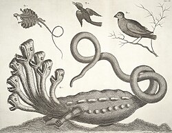 The Hamburg Hydra, from the Thesaurus (1734) of Albertus Seba. Linnaeus identified the hydra specimen as a fake in 1735.