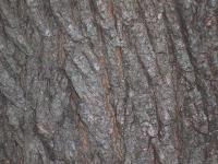Bark